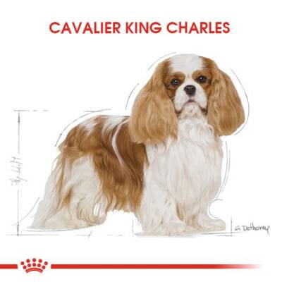 Royal Canin Cavalier King Charles Yetişkin Köpek Maması 1,5 kg