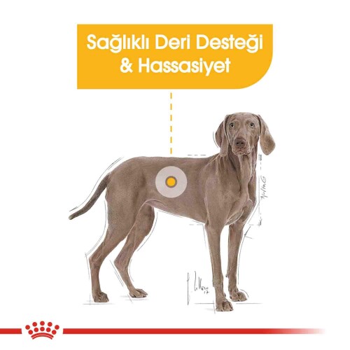 Royal Canin CCN Dermacomfort Maxi Büyük Irk Yetişkin Köpek Maması 12 kg