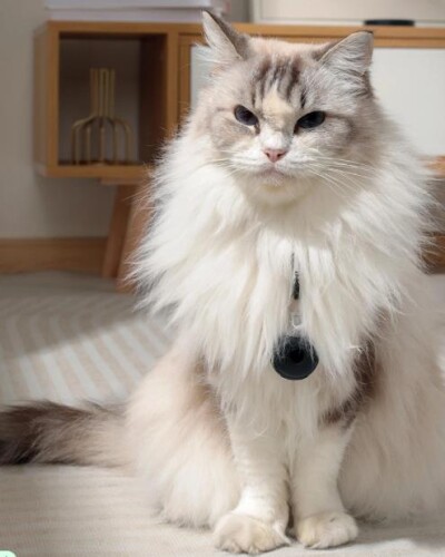 M-Pets Fearless Ultrasonik Pire ve Kene Kovucu