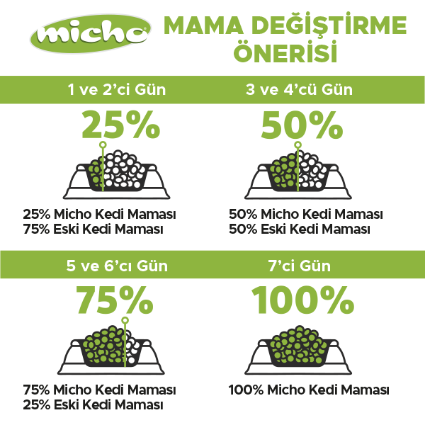 Micho Adult Cat